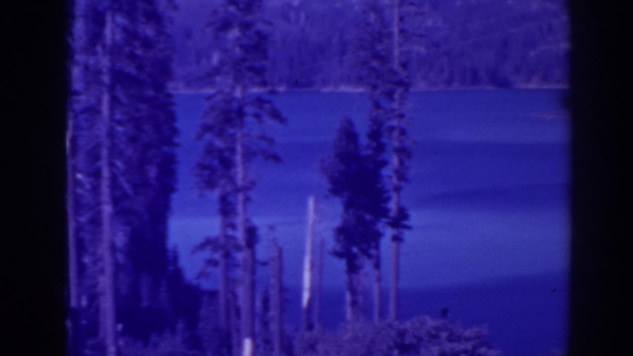 Blue-tinted lake water seen through tall pine trunks with a wooded shoreline beyond.