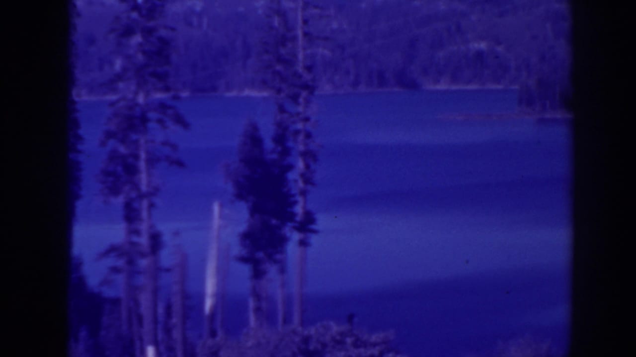 Pine trees stand near the edge of a calm blue lake with forest visible across the water.