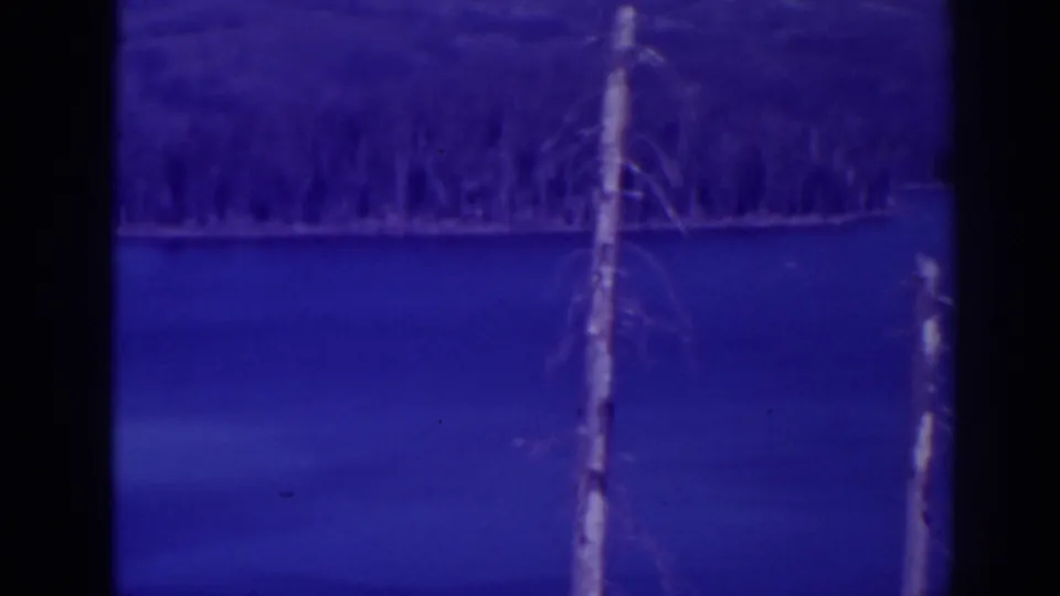 The pan places a pale bare trunk near center, with Bucks Lake water and dense shoreline trees behind it.