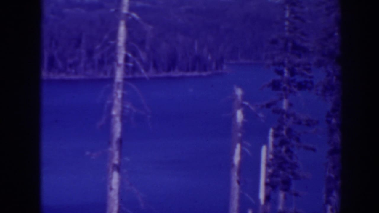 Blue-tinted lake view with evergreen trees, distant shoreline, and pale dead trunks near the water.