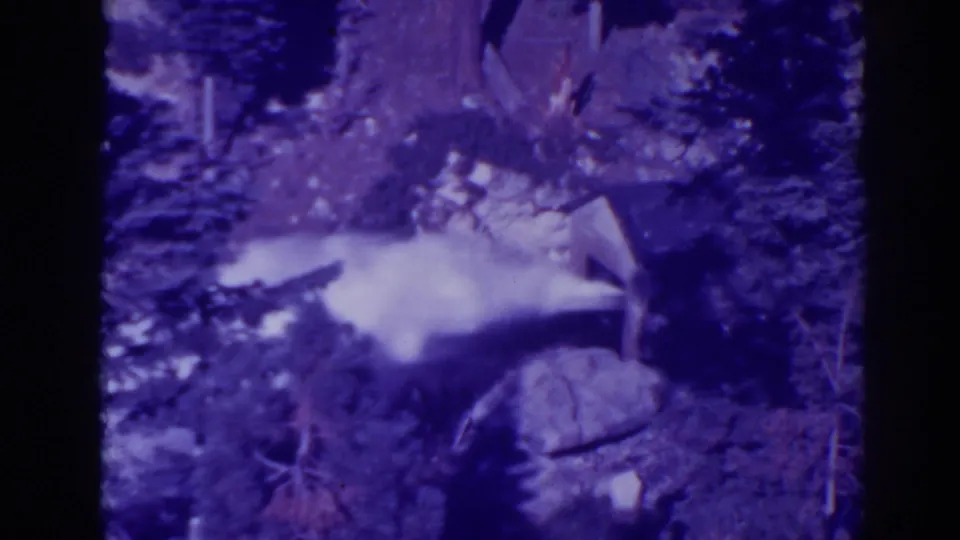 1938 Bucks Lake 8mm frame showing a broad white plume of water spraying through conifers in a rocky forest setting.