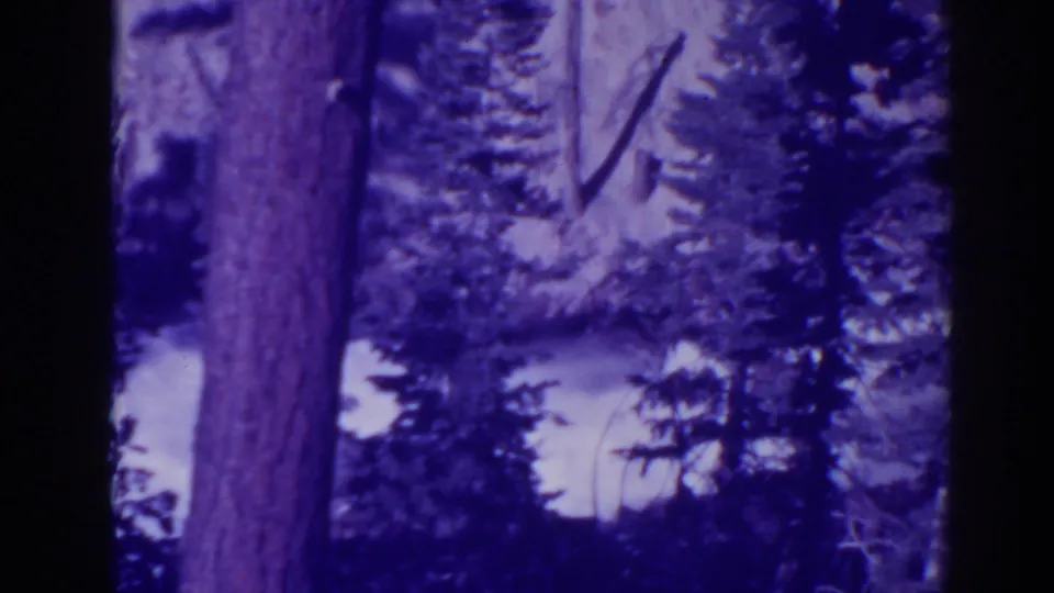 1938 Bucks Lake frame looking past a large tree trunk toward conifers and pale ground patches after the water spray view shifts.