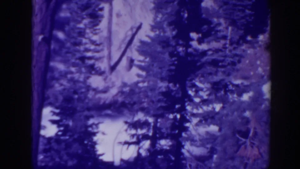 Purple-shifted 8mm view of Bucks Lake forest, with dense conifers framing distant water or rapids.