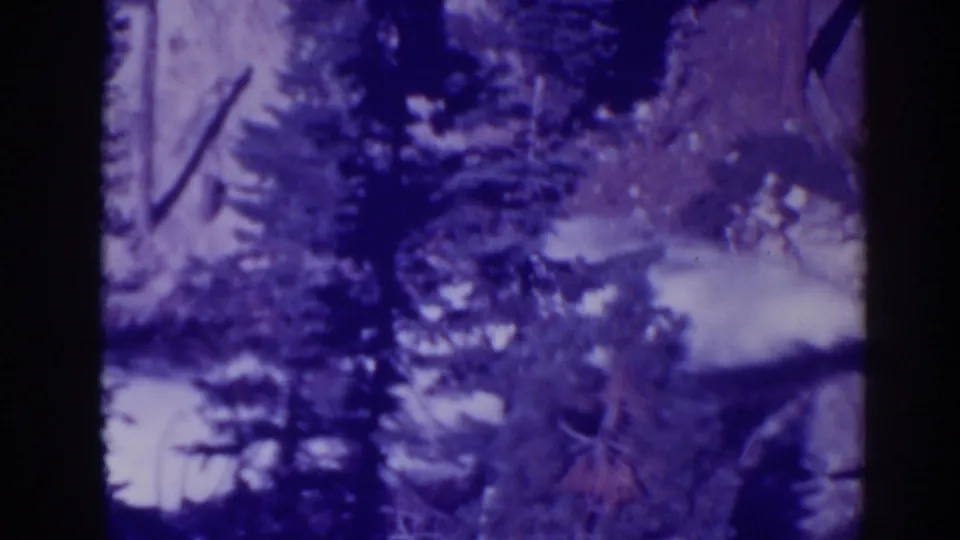 Bucks Lake, California frame showing a wooded lakeside or riverside view through dark evergreen branches.