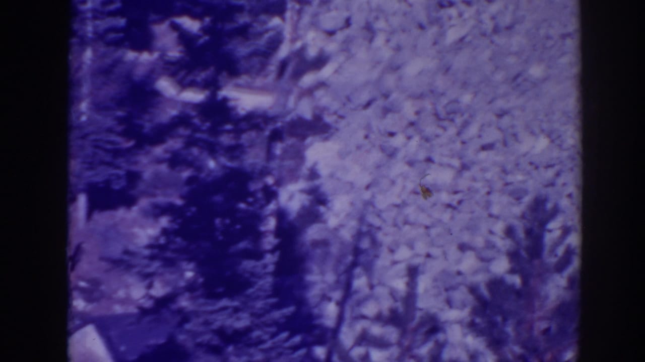 Dark evergreen trees and pale textured forest ground in a grainy 8mm frame.