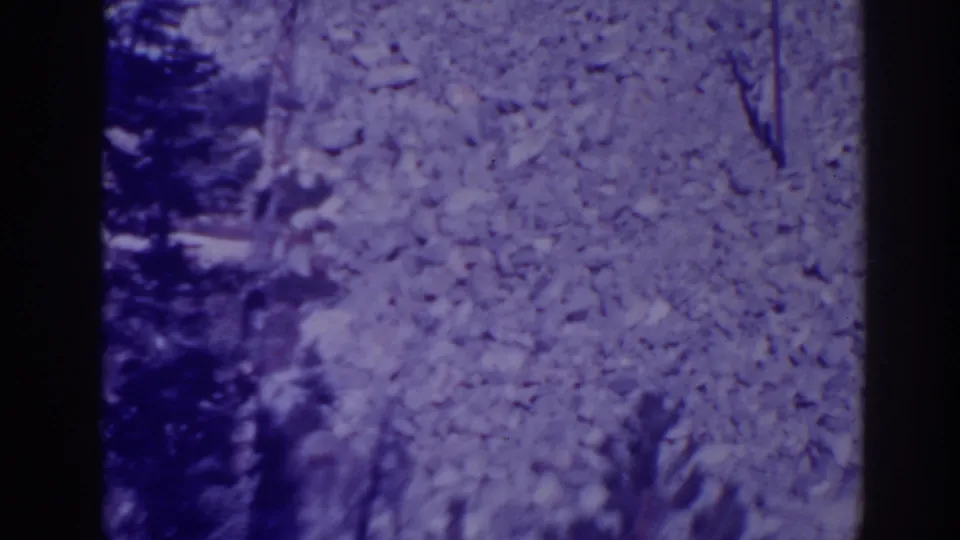 1938 Bucks Lake forest view with dark trees along the edge and a pale, leafy background on vintage 8mm film.