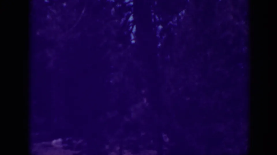 The camera shifts to a dim, purple-tinted view of dense forest growth near the Bucks Lake setting described in the metadata.