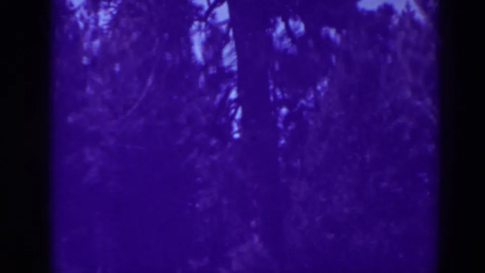 A soft, grainy 8mm view looks into the forest canopy, with tree trunks and branches filling the purple-shifted frame.