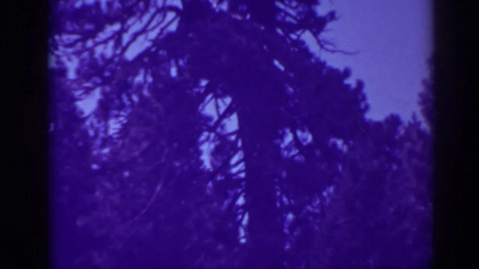 Evergreen branches and a pale sky occupy the final frame, continuing the wooded Bucks Lake setting from the supplied metadata.