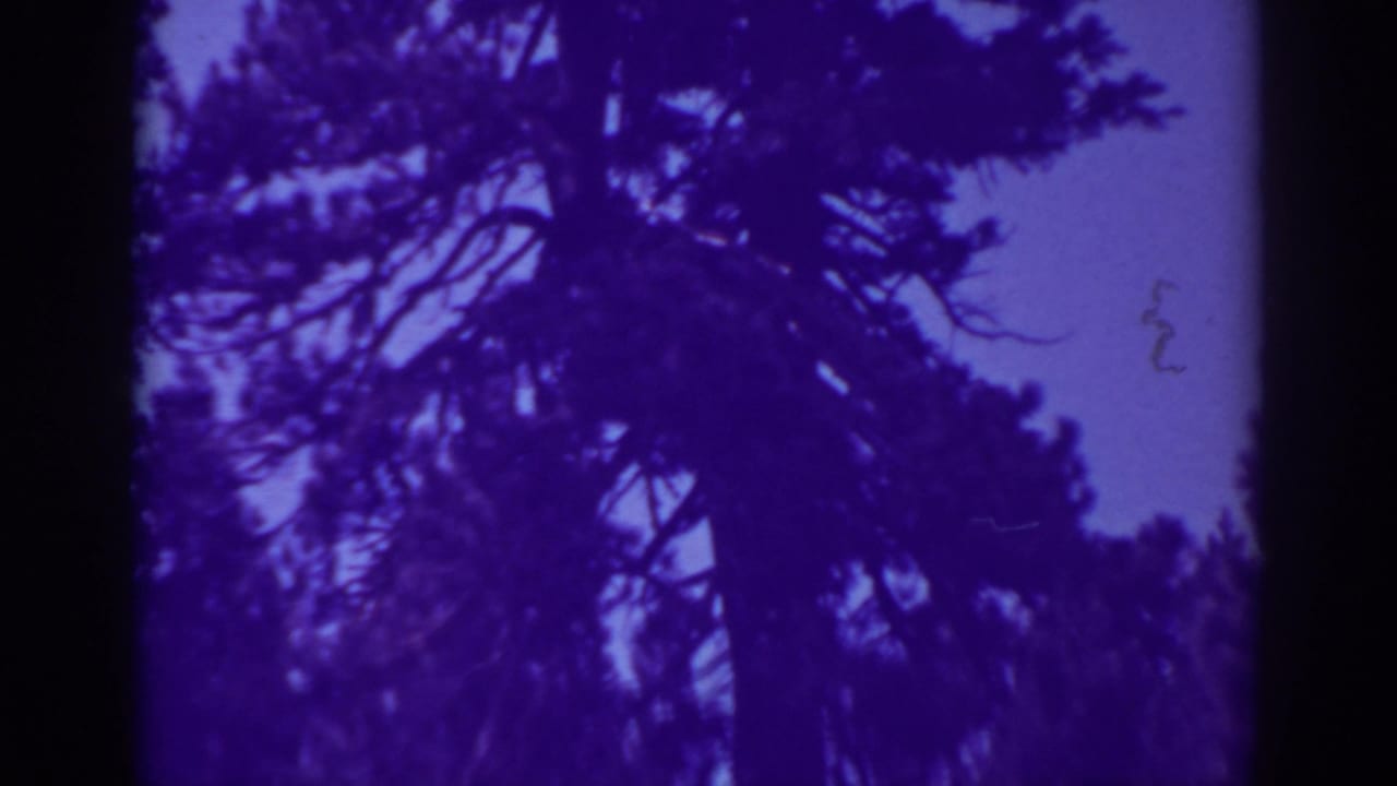 Dark pine branches silhouetted against a purple-blue sky.