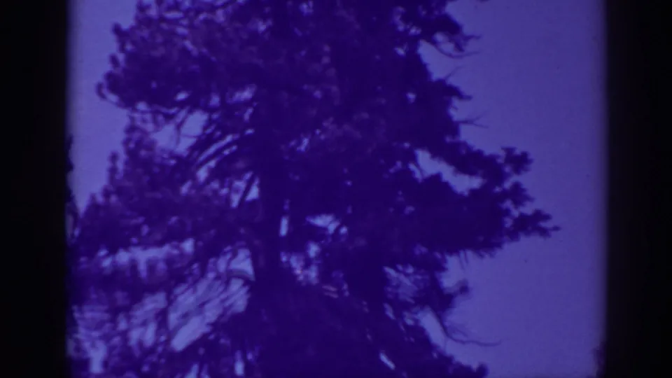 A tall pine crown stands dark against the purple cast of the Bucks Lake sky in this 1938 home-movie frame.