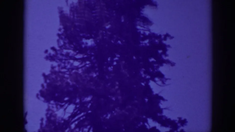 A softly blurred pine tree rises through the frame, with dark branches set against the purple Bucks Lake sky.