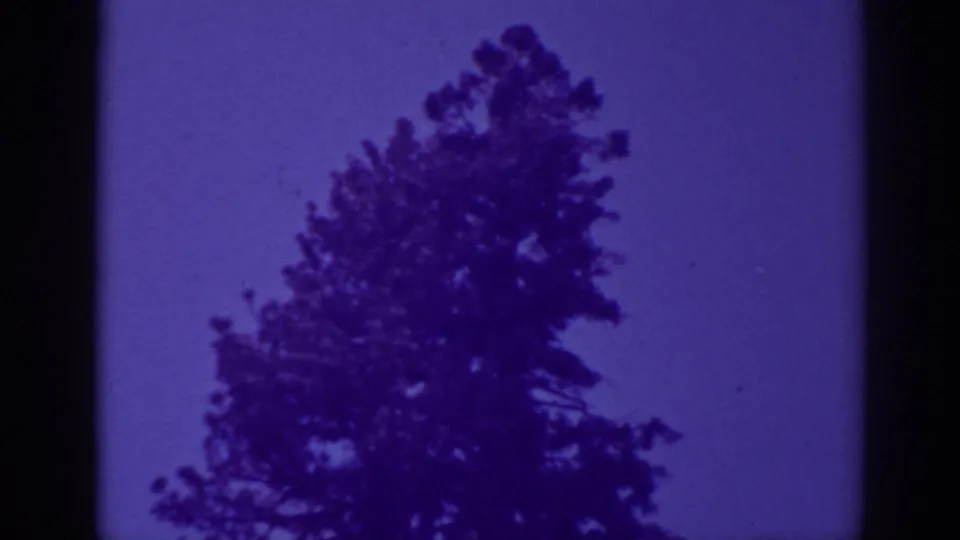 The top of a pine tree leans across the lower-right frame beneath a purple-tinted sky in the Bucks Lake clip.