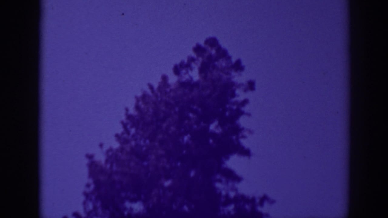 Dark tree silhouette beside a lake, seen through 8mm film-frame borders.