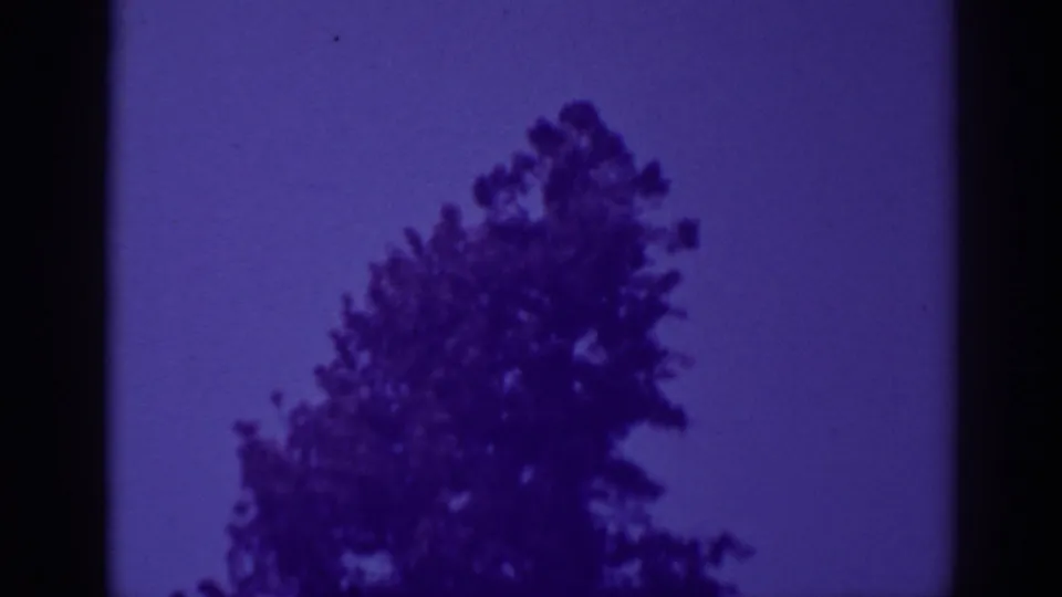 Bucks Lake home-movie frame with a dark shoreline tree silhouette and purple-tinted 8mm film edges.