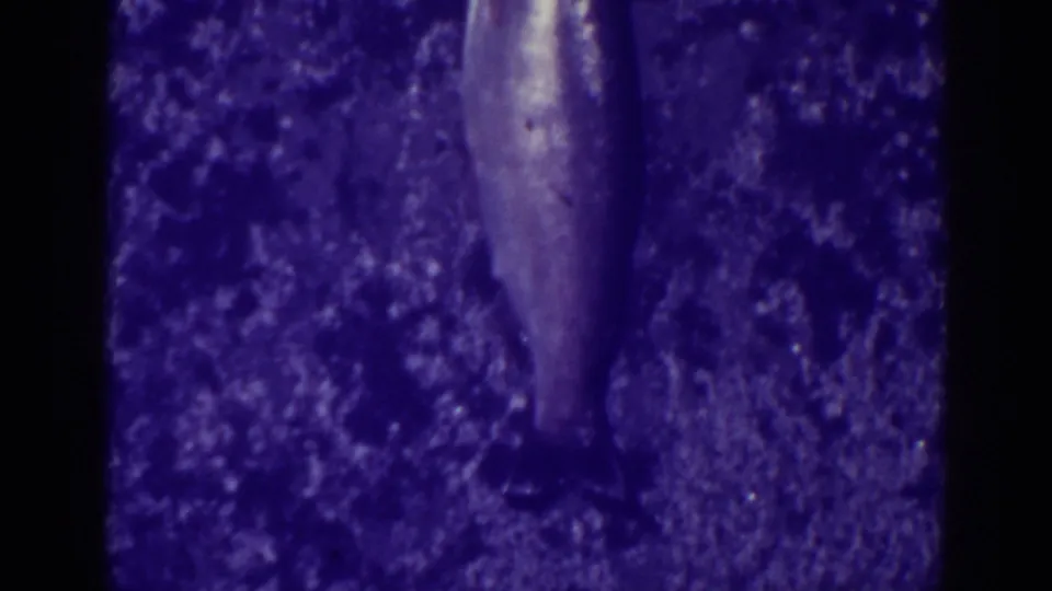 The final frame isolates the freshly caught fish in soft, blue-shifted 8mm footage, likely from the same Bucks Lake cleaning sequence.