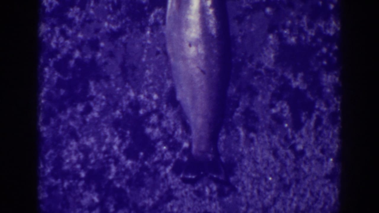 Rear three-quarter view of a fish on ice at Bucks Lake, California, in 1938 home-movie footage.