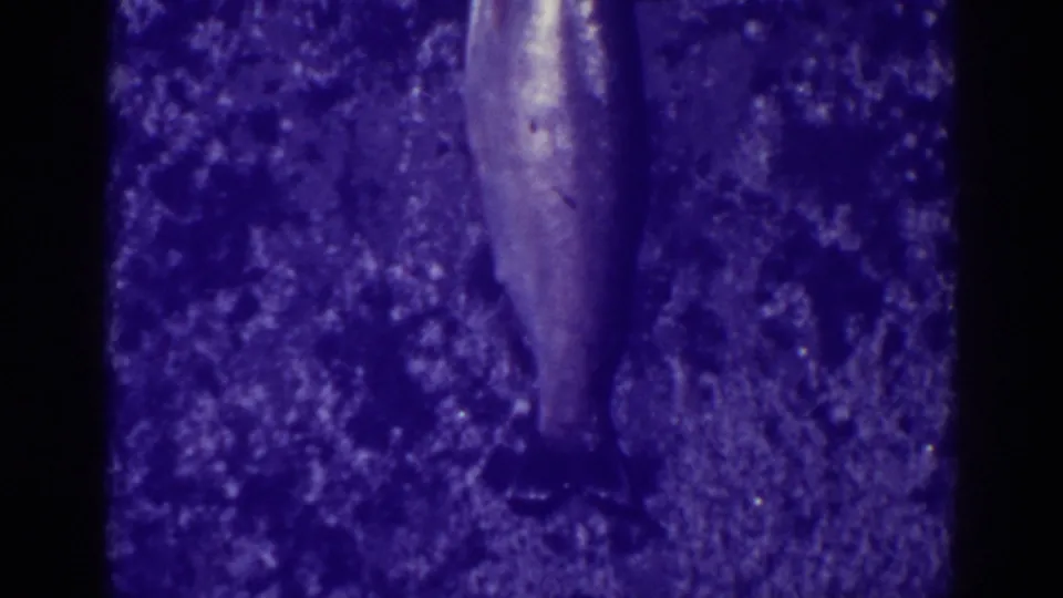 Rear three-quarter view of a fish on ice at Bucks Lake, California, in 1938 home-movie footage.