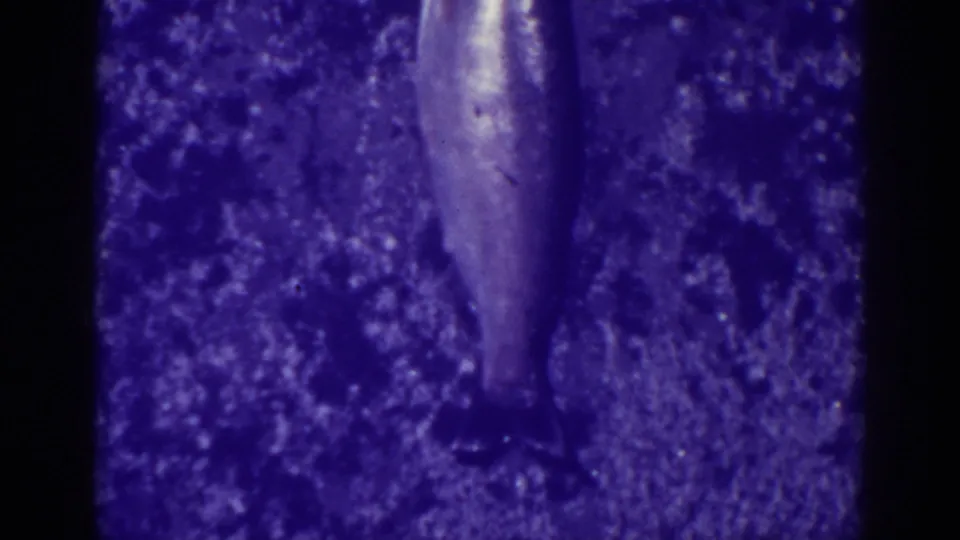 Static 1938 Bucks Lake 8mm frame showing a motionless fish on crystalline ice with strong blue-purple exposure.