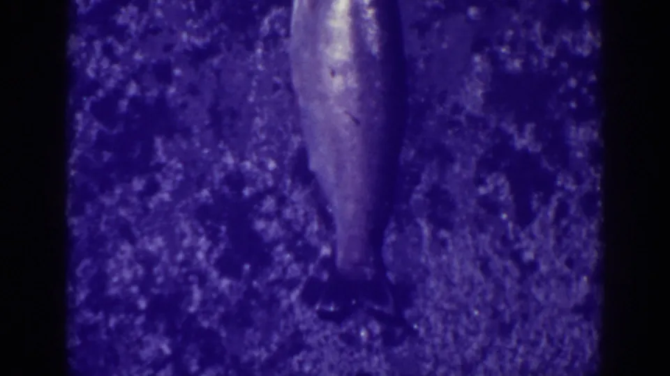Bucks Lake home-movie frame from 1938 showing the fish still lying on ice, viewed from behind and slightly above.