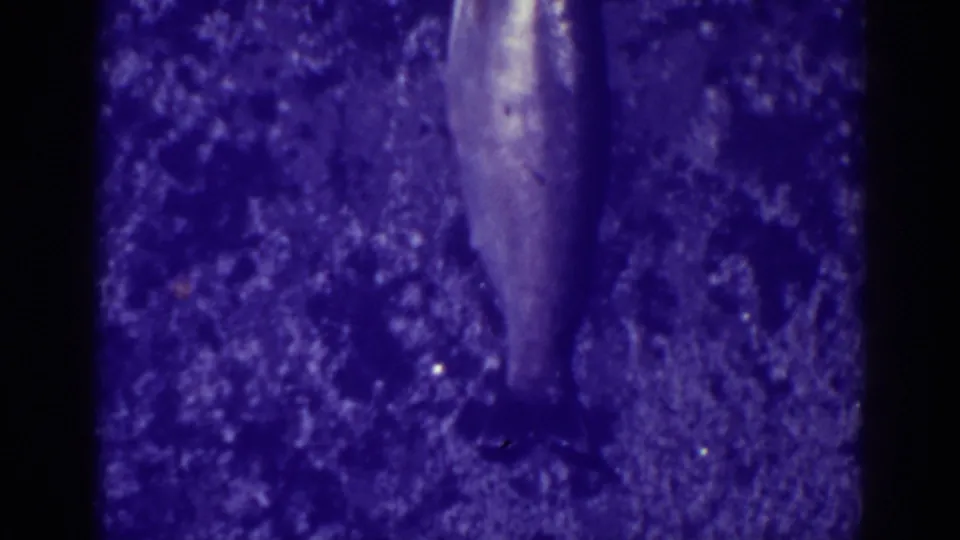 Final frame of the 1938 Bucks Lake clip, with the fish still on ice and no people or gear visible.