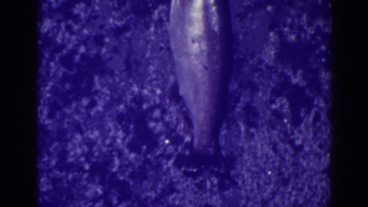 Silvery fish lying on a textured outdoor surface with dark 8mm frame borders.