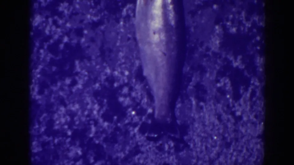 At Bucks Lake, California in 1938, a silvery fish appears on a textured surface in purple-cast 8mm home-movie footage.