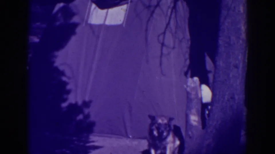 Purple-tinted 1938 Bucks Lake camp scene with a tent among trees and a dog standing alert near the camera.