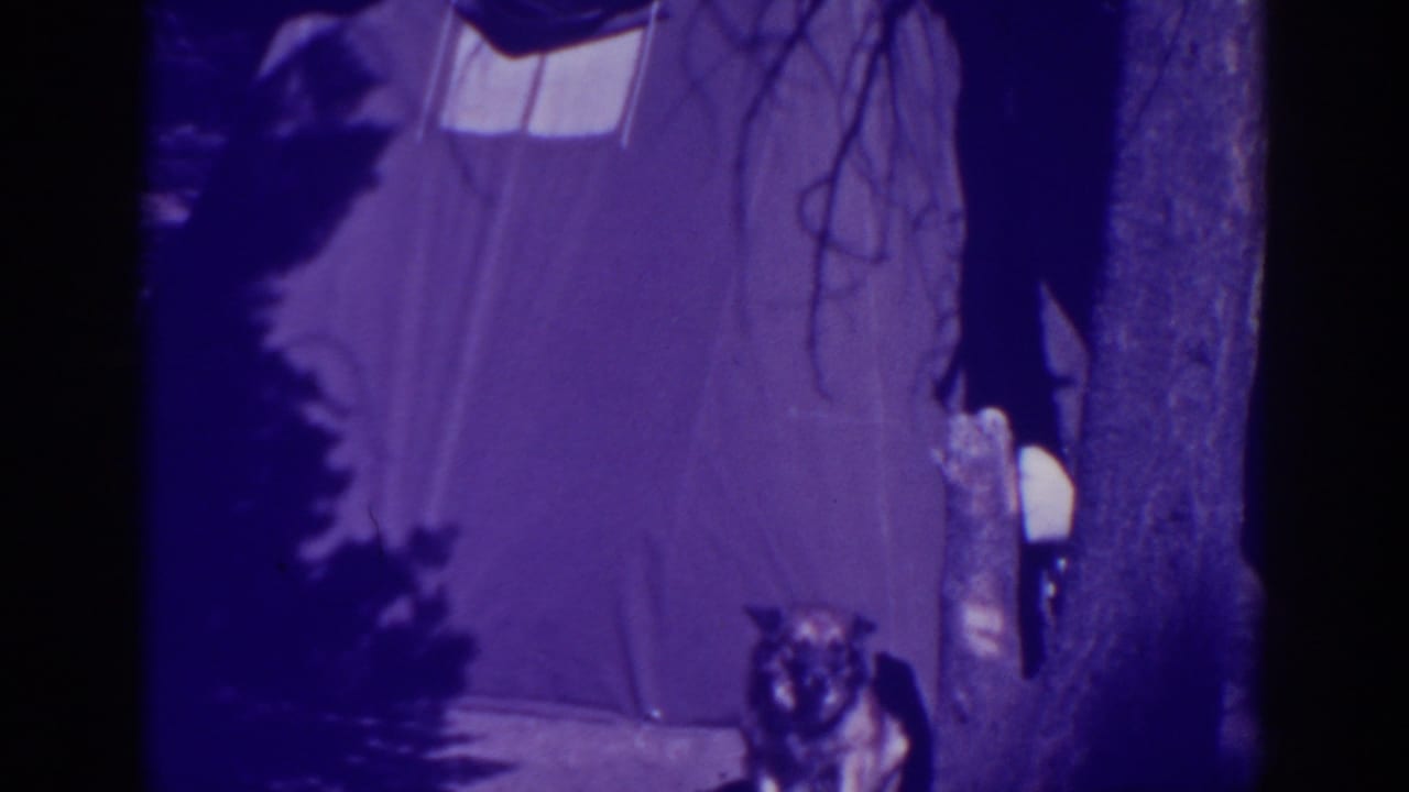 German Shepherd standing near a tent and tree in a dark campsite frame.