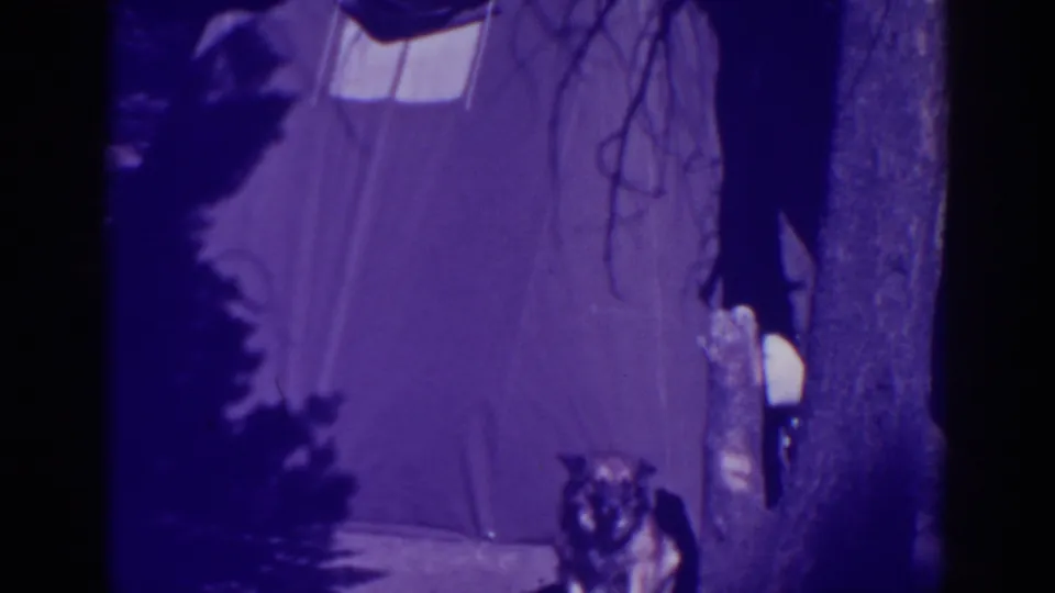 German Shepherd stands near a canvas tent and tree at Bucks Lake, California, in 1938 nighttime home-movie footage.