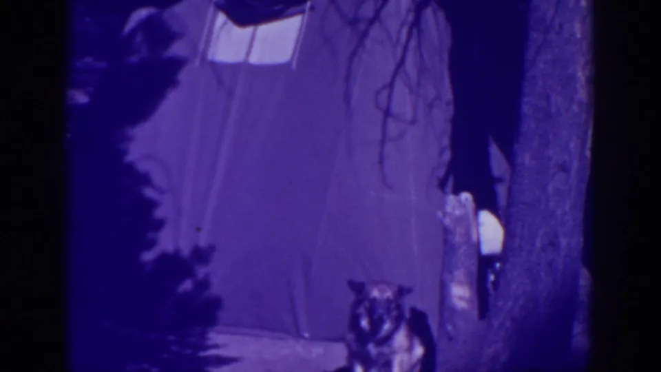 The German Shepherd remains near the lower edge of the frame beside the tent and tree in the 1938 Bucks Lake campsite footage.