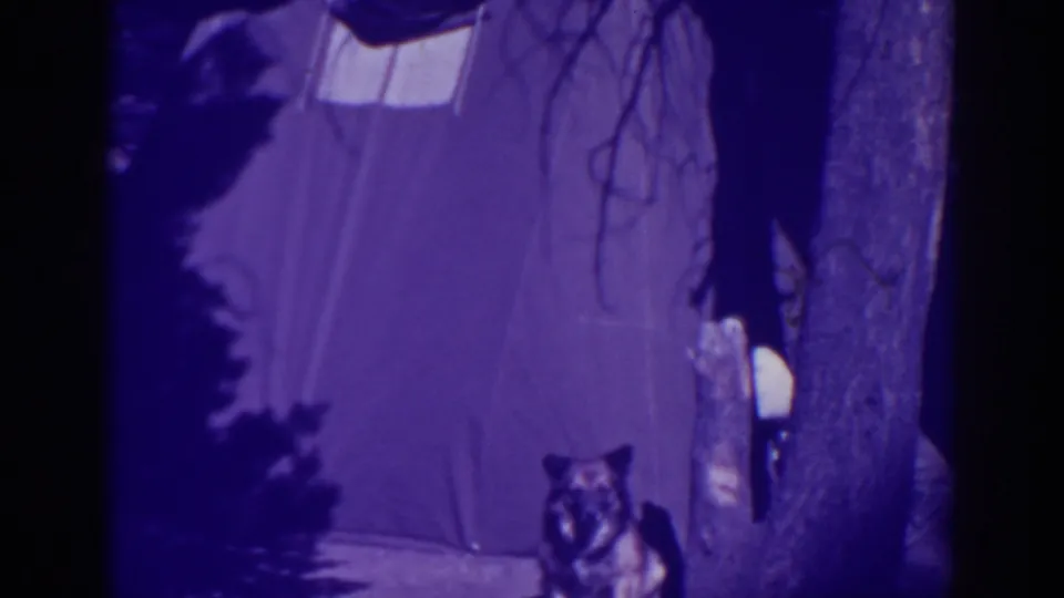 A German Shepherd appears low in the frame in front of the canvas tent and tree at the Bucks Lake campsite.