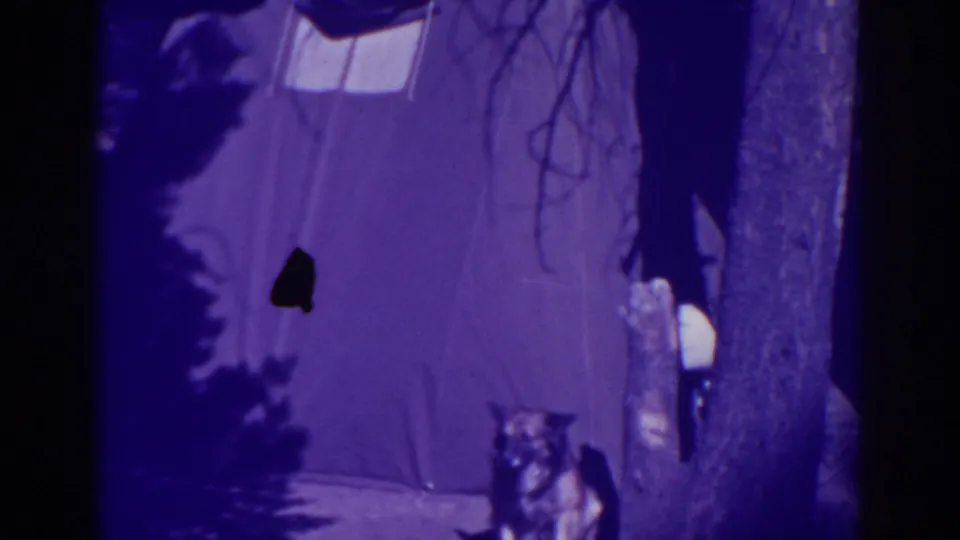 The German Shepherd stands near the tent and tree in the final Bucks Lake frame, with a dark film mark visible on the tent area.