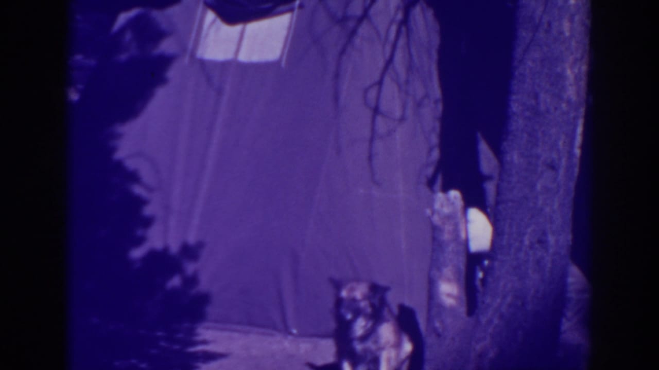 Dog sitting near a canvas tent and tree trunks in a wooded campsite.