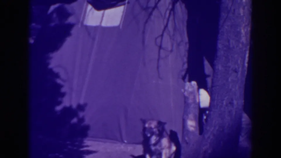 1938 Bucks Lake camping frame with a dog seated near a canvas tent, tree trunks, and shaded forest surroundings.