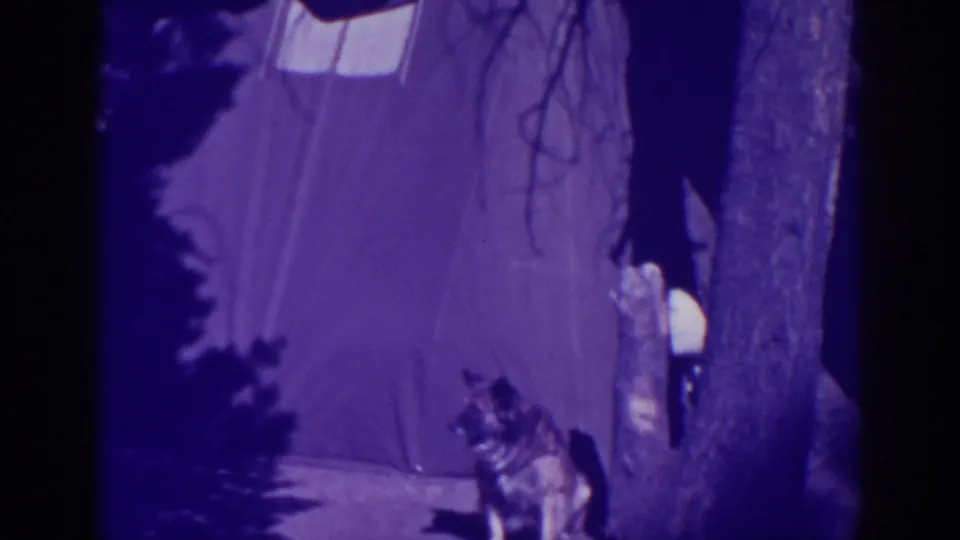 The campsite view holds on the dog, canvas tent, nearby tree trunks, and a pale hanging object at Bucks Lake.