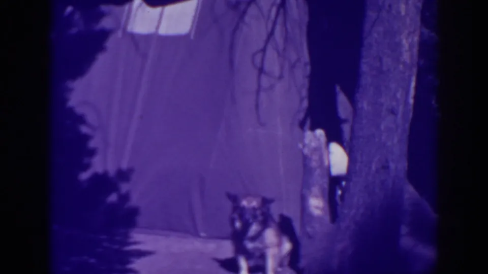 A dim 1938 campsite frame shows the canvas tent and a partly visible dog near tree trunks under strong purple film shift.