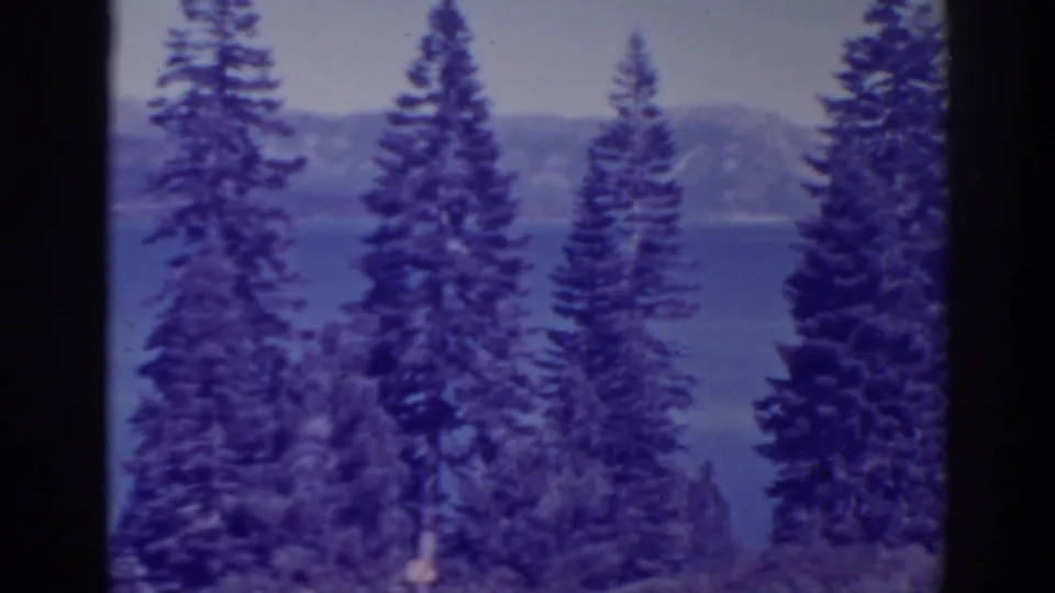 Bucks Lake appears beyond dark pine trunks and branches, with a muted mountain ridge in the distance.