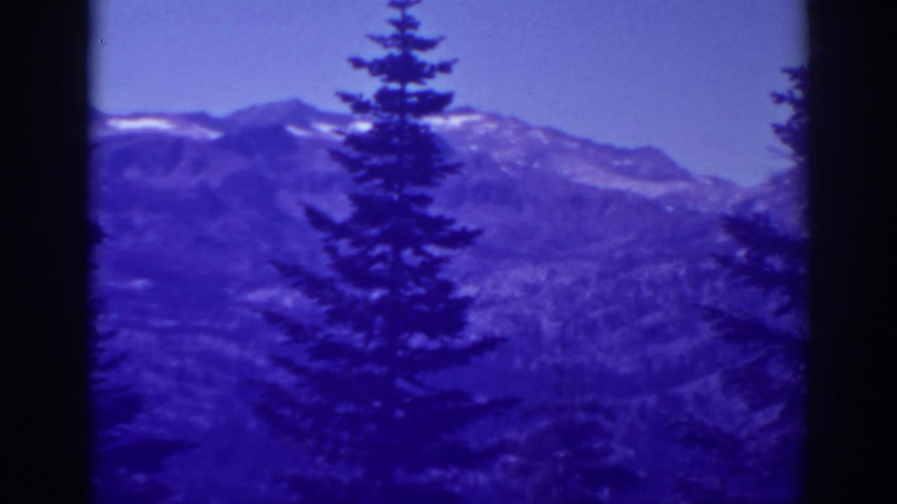 Tall evergreen tree centered before distant snow-streaked mountains and pale sky.