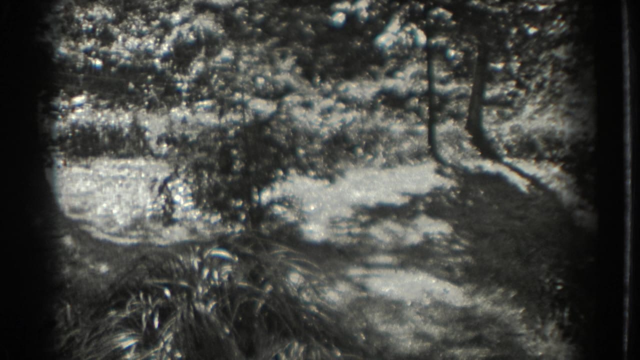 Shaded garden or park area with trees, shrubs, and bright patches of ground.