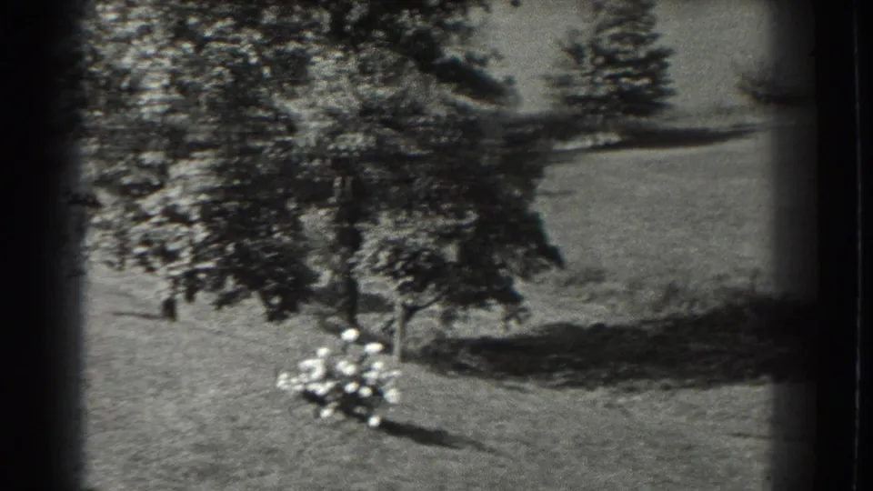 1937 black-and-white 8mm frame of a Southhampton grassy landscape with trees, shrubs, and a bright flower cluster.