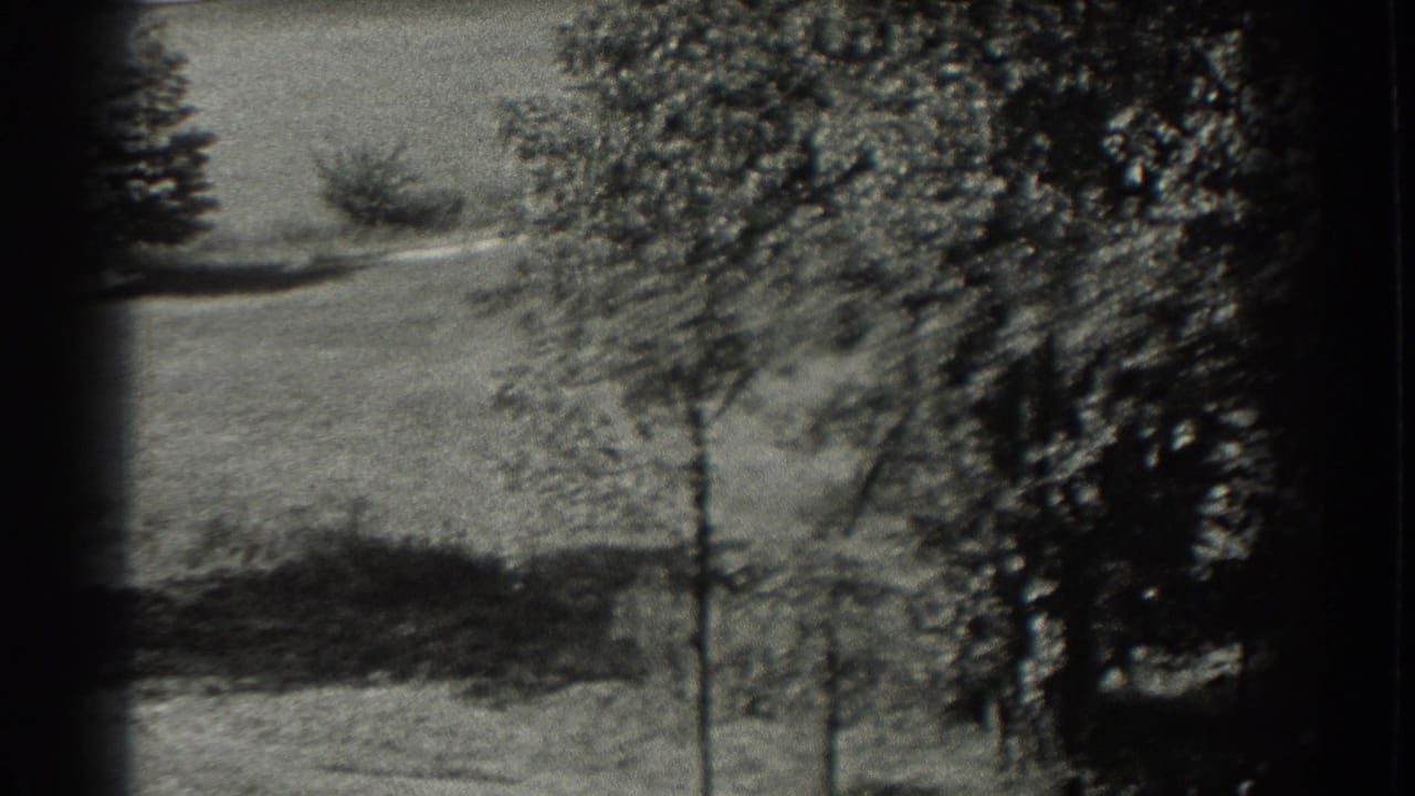 Grassy field with trees and dark foliage along the right edge.