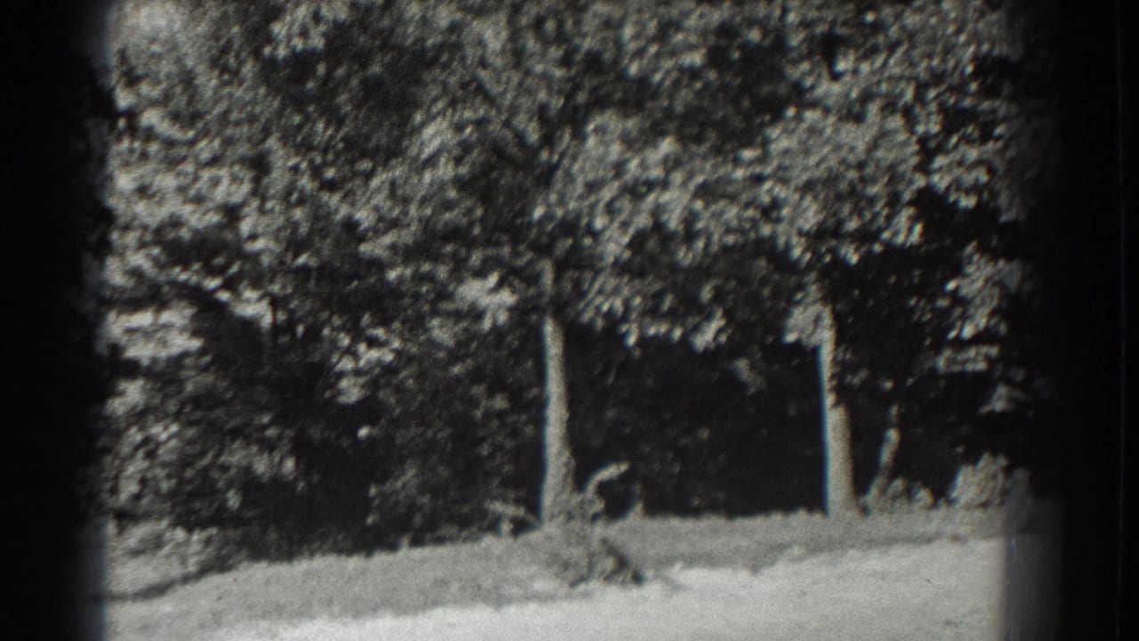 Distant person near trees in an open outdoor field.