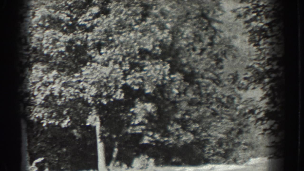 Trees and open ground with a small figure partly visible near the lower edge.