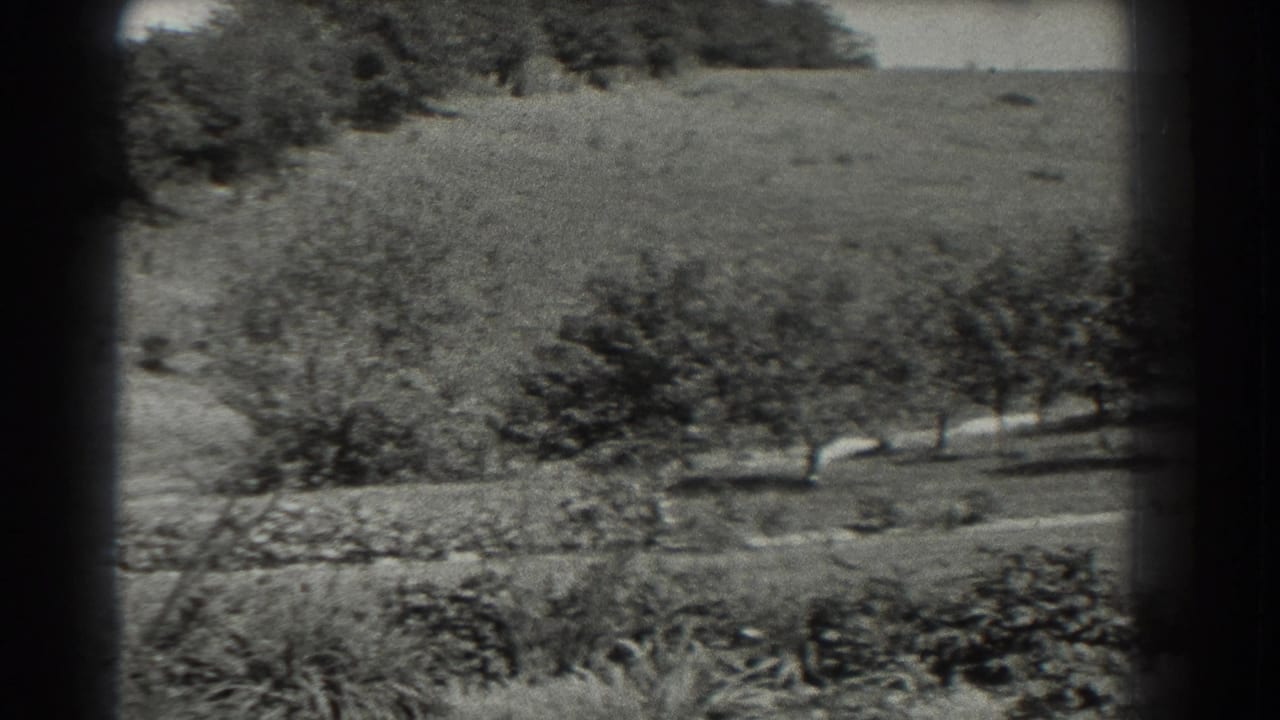 Rows of small trees and low plantings across a sunlit garden landscape.