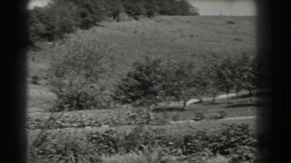 1937 Southampton garden frame with orderly rows of young trees, low beds, open grass and a boundary wall in the distance.
