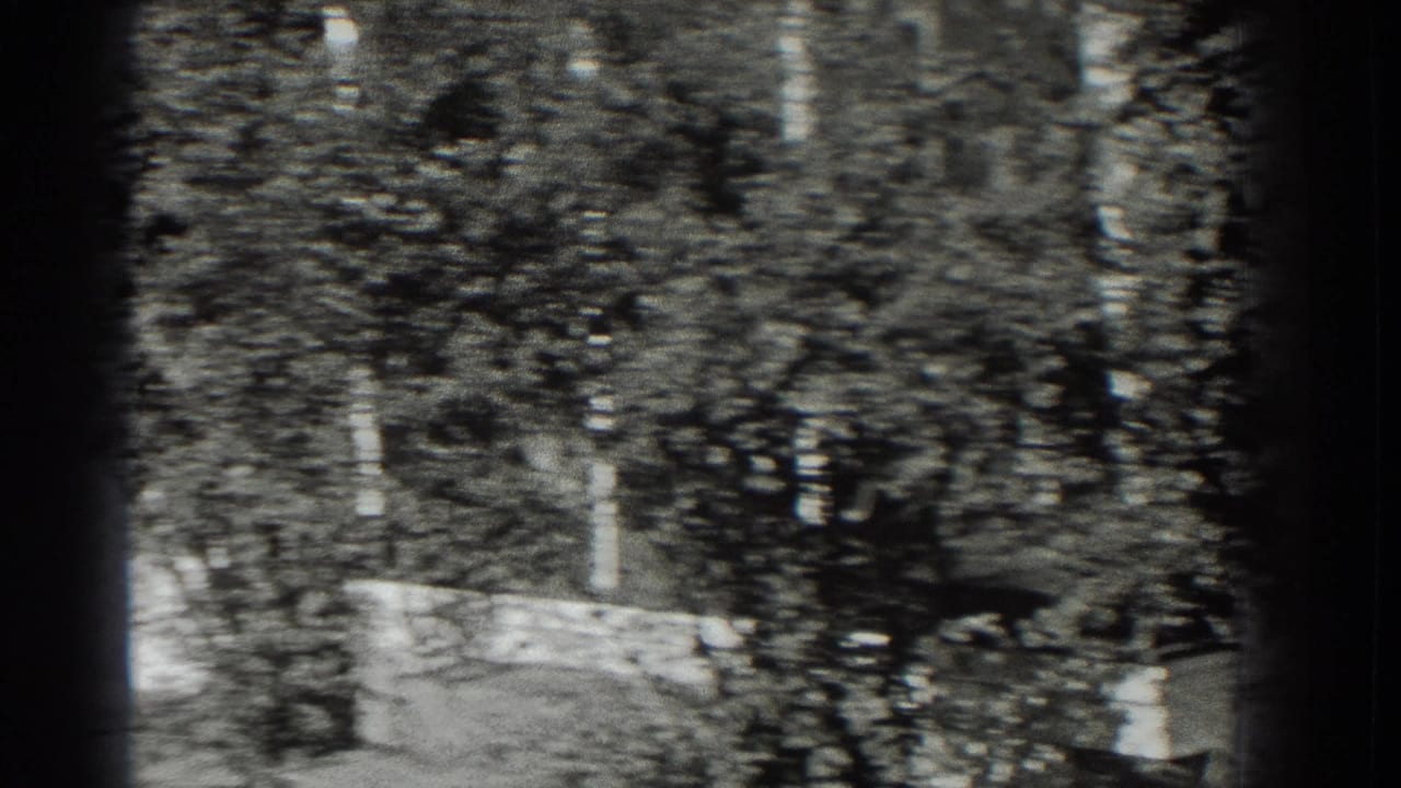Leafy roadside with trees, shrubs, and a low pale edge in soft black-and-white film.