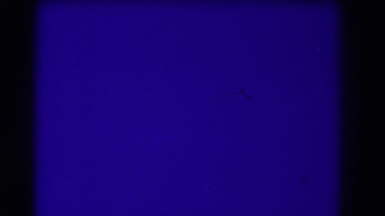 Blue film frame with dark gate edges and no visible subject.