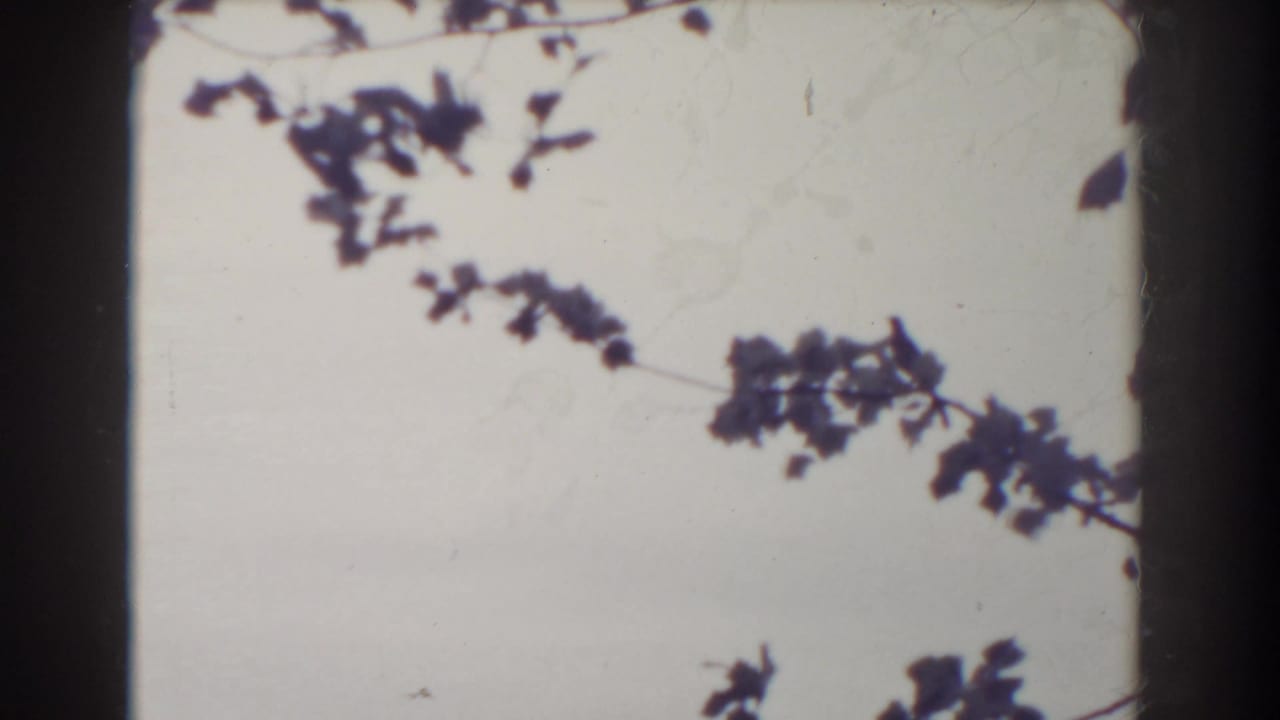 A quiet 8mm cutaway shows silhouetted branches against a pale sky, with dark film-frame borders visible.
