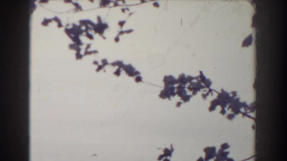 A quiet 8mm cutaway shows silhouetted branches against a pale sky, with dark film-frame borders visible.